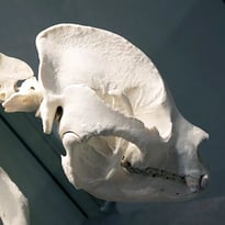 Jeu de piste : enrichissez les collections du muséum