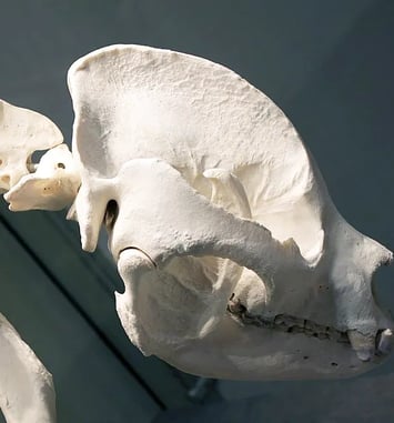 Jeu de piste : enrichissez les collections du muséum