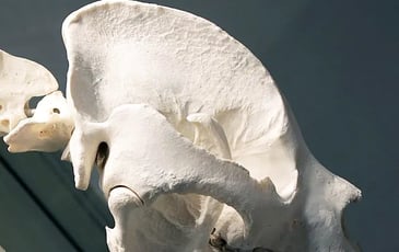 Jeu de piste : enrichissez les collections du muséum