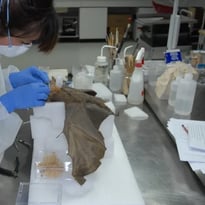 Au chevet des collections d'Histoire naturelle – le métier de restauratrice du patrimoine, une conférence de Loren Souchard