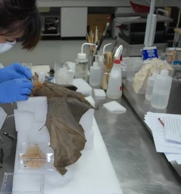 Au chevet des collections d'Histoire naturelle – le métier de restauratrice du patrimoine, une conférence de Loren Souchard
