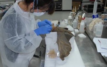 Au chevet des collections d'Histoire naturelle – le métier de restauratrice du patrimoine, une conférence de Loren Souchard